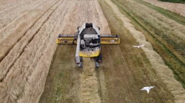 Agricultural farm, harvesting, harvester harvesting wheat, drone filming, Top view harvester harvesting grain, large fields of wheat, top view drone filming, harvest season
