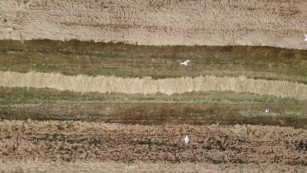 Agricultural Farm Harvester Harvesting Wheat Top View Harvester Harvesting Grain — Wideo stockowe