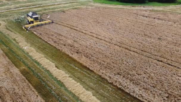 Agricultural Farm Harvesting Harvester Harvesting Wheat Drone Filming Top View — Vídeo de Stock
