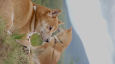 Bir dağın tepesinde dinlenen iki Shiba Inu köpeği. Ağır çekim, dikey video. Yüksek kalite 4k görüntü