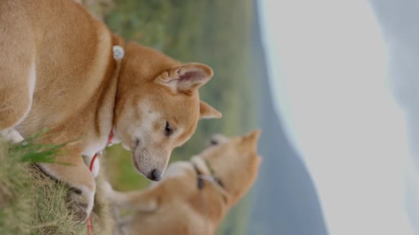 Dois Cães Shiba Inu Descansando Topo Uma Montanha Câmara Lenta — Vídeo de Stock