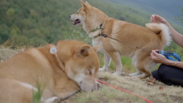 Dois Cães Shiba Inu Descansando Topo Uma Montanha Câmera Lenta — Vídeo de Stock