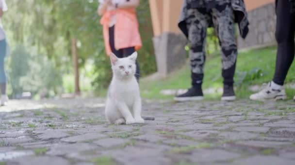 Mały Biały Kotek Bezpański Kot Siedzi Środku Ulicy Patrzy Ludzi — Wideo stockowe