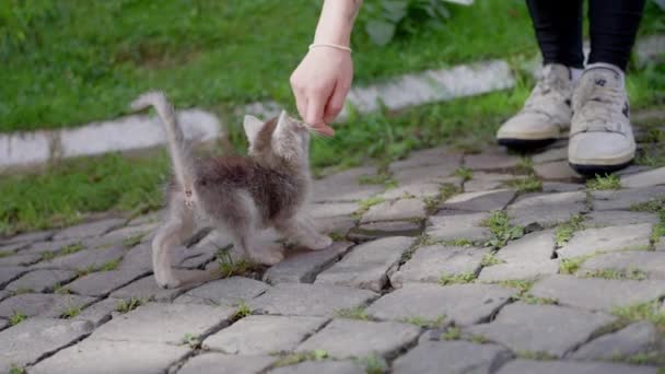 流浪的小猫 走到女孩身边 女人在街上摸着一只灰色的小猫 动作缓慢 高质量的4K镜头 — 图库视频影像
