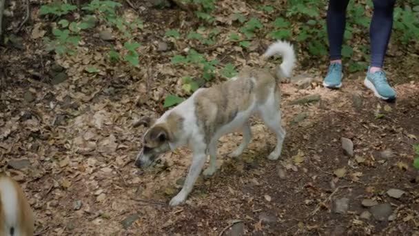 Stray Dog Зустрічається Shiba Inu Domestic Dog Лісі Повільний Рух — стокове відео