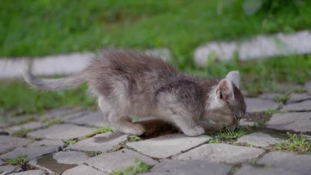 灰色的 流浪的小猫 从公园的水坑里喝水 动作缓慢 高质量的4K镜头 — 图库视频影像