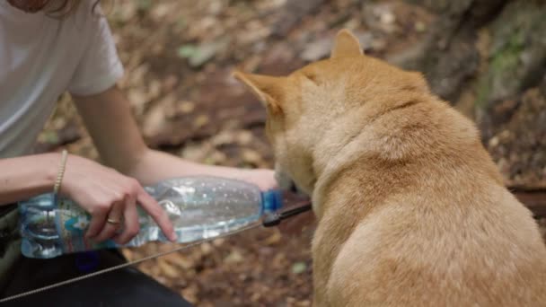Uma Pessoa Água Cão Uma Garrafa Derrama Água Palma Mão — Vídeo de Stock