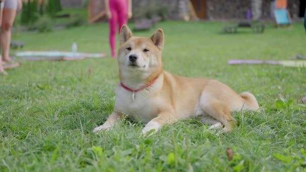Piękny Pies Rasy Shiba Inu Leży Obok Właściciela Podczas Gdy — Wideo stockowe