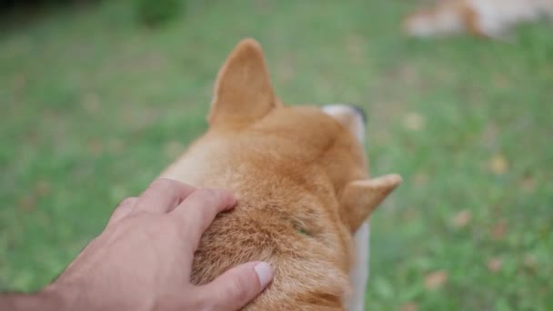 Een Man Rust Uit Aait Een Hond Shiva Inu Close — Stockvideo