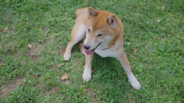 Собака Шиба Іну Відпочиває Саду Зеленій Траві Повільно Рухається Високоякісні — стокове відео