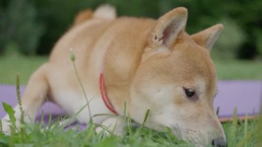 Shiba Inu köpeği, bahçede dinleniyor, yavaş çekimde. Yüksek kalite 4k görüntü
