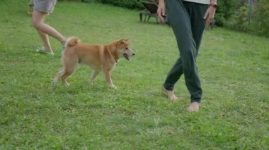 Sahibi evcil hayvanıyla oynuyor, kadın köpeğini korkutuyor ve kaçıyor, ağır çekim. Yüksek kalite 4k görüntü