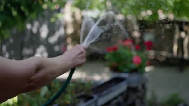 老女は花を咲かせ庭のバラはゆっくりと動きを閉じます 高品質4K映像 — ストック動画
