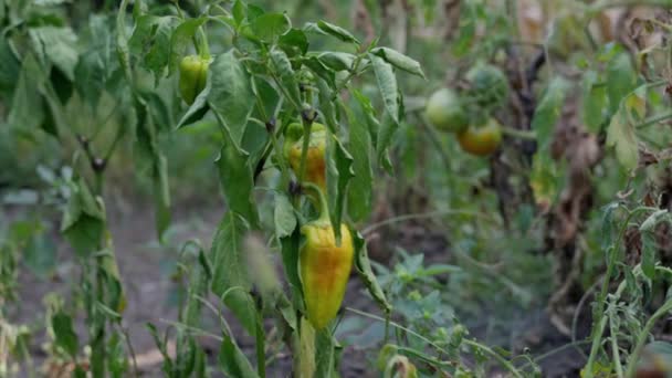 干枯的植物 甜椒在花园里枯萎了 高质量的4K镜头 — 图库视频影像