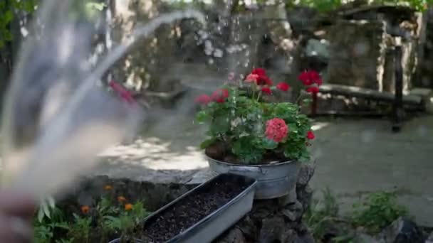 Aged Woman Watering Flowers Roses Front Garden Slow Motion Close — Stock Video