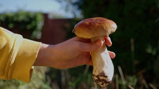 Selección Temporada Setas Porcini Ocio Concepto Personas Primer Plano Mujer — Vídeo de stock