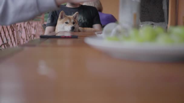 犬はテーブルに座って 所有者の手の中に 人々が食べるのを見ている スローモーション 高品質4K映像 — ストック動画
