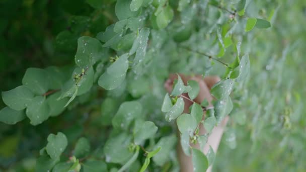 Nyári Eső Után Nedves Faág Integet Erős Szélnek Esőerdő Élénk — Stock videók