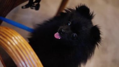 Siyah renkli bir köpek, Spitz cinsi, sahibinden ağır çekimde yemek ister. Yüksek kalite 4k görüntü