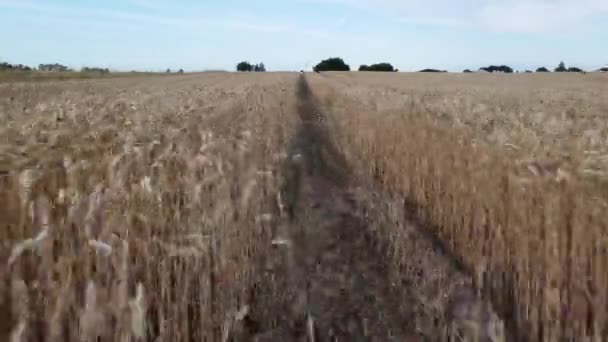 Dynamické Klouzání Podél Zlatého Pole Obilnin Pšeničné Zlaté Pole Krásné — Stock video