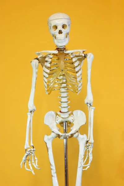 Skeleton Totality Bones Human Body Serves Support Soft Tissues Point — Zdjęcie stockowe