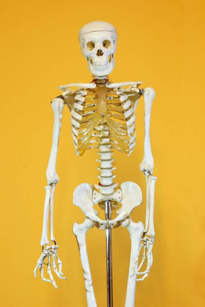 Skeleton. The totality of the bones of the human body. It serves as a support for soft tissues, a point of application of muscles, a receptacle and protection of internal organs.
