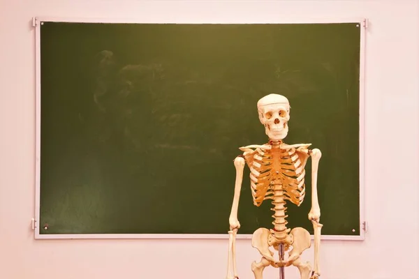 Mock Esqueleto Humano Fundo Quadro Negro Parede Uma Sala Aula — Fotografia de Stock