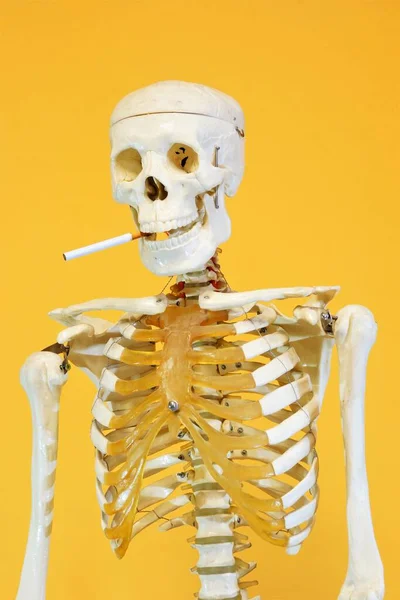 Esqueleto Tem Cigarro Mandíbula Crânio Conceito Dos Perigos Tabaco Para — Fotografia de Stock