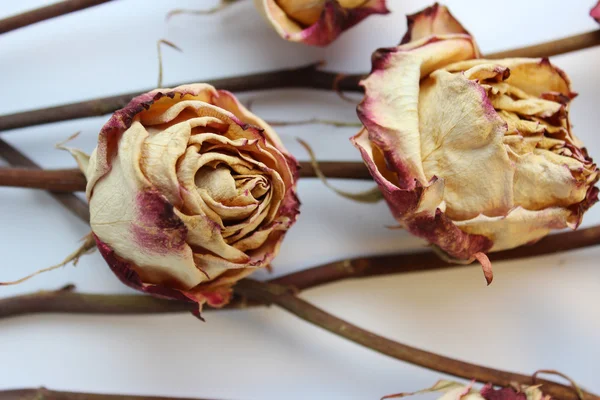 Rosas viejas — Foto de Stock