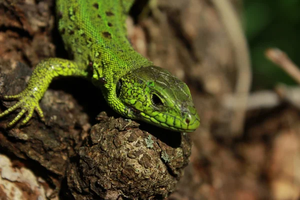 Lagarto na árvore — Fotografia de Stock