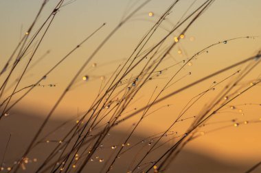 Grass with bright dew drops reflecting the sky with sunrise colors and light clipart