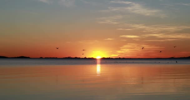 Cormoranes Una Tranquila Playa Del Mar Menor Región Murcia Amanecer — Vídeo de stock