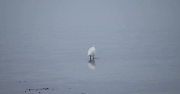 Egret Mar Tranquilo Día Blanquecino Muy Brumoso Cavar Arena Caza — Vídeo de stock