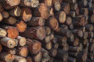 Ormanın korunması ve orman yangınlarının önlenmesi için kesilen kütükler aynı zamanda kereste işi olarak da kullanılıyor.