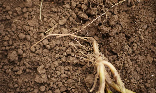 根は地面に横たわっています 庭と栽培の概念 — ストック写真