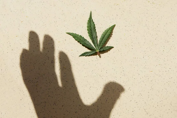 Medicinsk Marijuana Örtmedicin Cannabislöv Och Handskugga Cbd Behandlar Legalisering 420 — Stockfoto