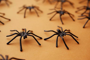 Örümcekleri kapatın. Cadılar Bayramı geçmişi 