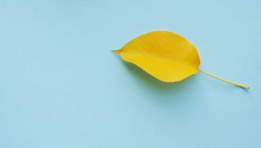 Mavi arka planda sarı sonbahar yaprağı. Uzayı kopyala En düşük karşıtlık biçimi