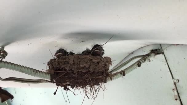 お腹が空いたら雛が食べ物を呼ぶ 赤ん坊鳥は巣の中で屋根のビデオの下に座って — ストック動画