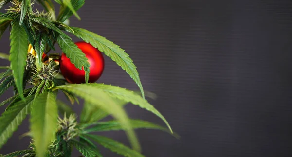 Noel süsleri pankartlı kenevir bitkisi. Kırmızı top marihuana yapraklarında asılı.. 