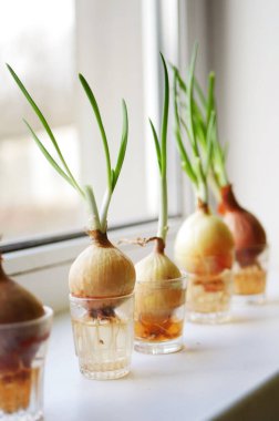 Mutfakta taze soğan yetiştiriyorum. Küçük ev hidrofonik bahçesi. Taze organik bitkiler. Dikey yönelim 