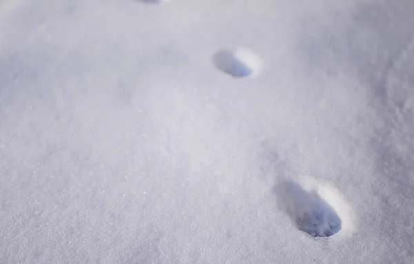 Cat Steps Snow Cover Animal Walking Winter — Stock Fotó