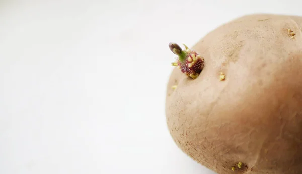 Fermez Germe Pomme Terre Concept Semis Légumes — Photo