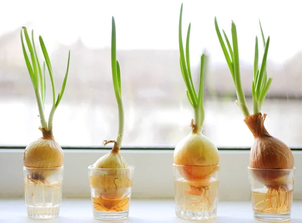 Hagyma Vízben Ablakon Házikerti Koncepció Friss Fűszernövények Főzéshez — Stock Fotó
