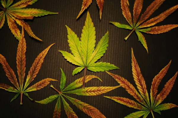 Cannabis Torkade Blad Platt Låg Hampa Växtsjukdom Marijuana Skörd — Stockfoto