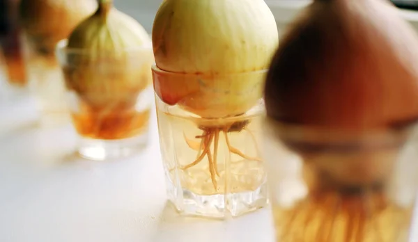 Close Onion Roots Water Growing Green Herbs Window Sill Home — ストック写真