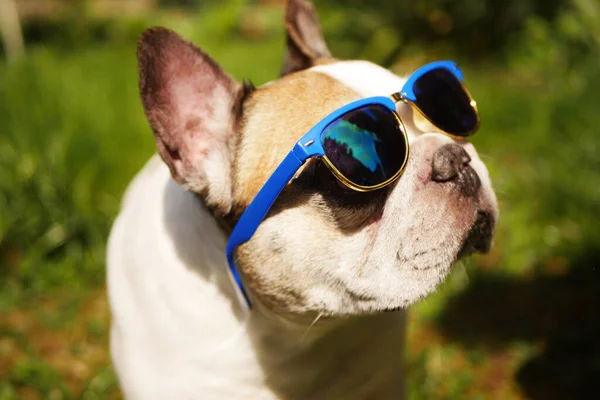 Francia Bulldog Napszemüvegben Nyári Vakáció Szabadtéri Idő — Stock Fotó