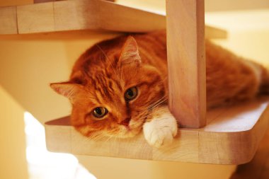 Evde merdivenlerde yatan kedi. Evcil hayvan rahatlatıcı. Şirin kedi. 