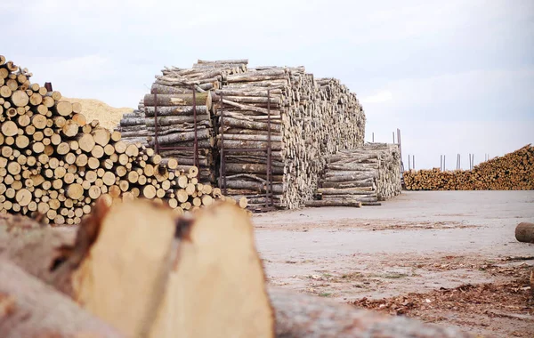Wywóz Drewna Porcie Logistyka Europejskiego Handlu Drzewami Transport Drewna — Zdjęcie stockowe