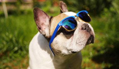 Güneş gözlüklü Fransız Bulldog 'u. Yaz tatili. Havalı hayvan kıyafeti. 